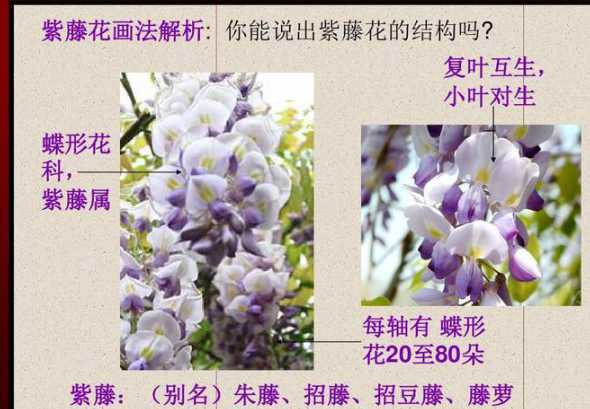 紫藤怎么分析植物长势 植物对人类的作用