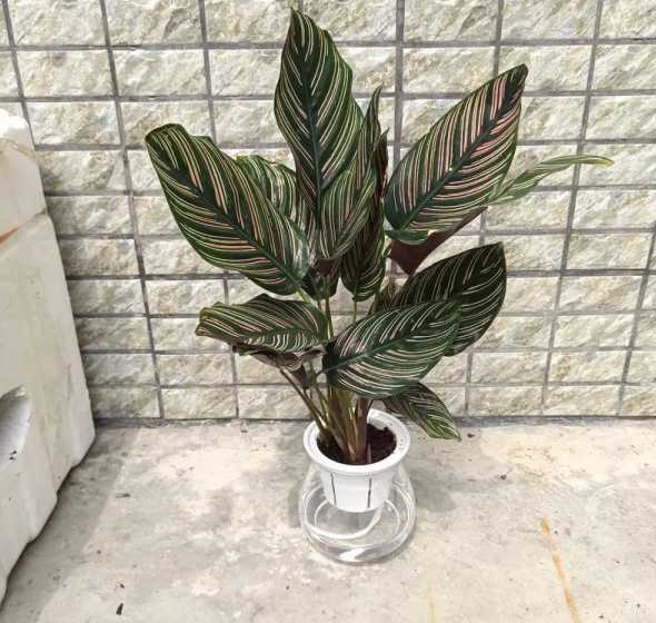 双线竹芋冬天怎么养护 竹芋怕冷吗,冬天耐寒最低温度