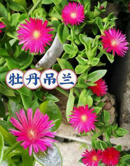 牡丹吊兰为什么不宜种 家中种植的牡丹吊兰到底能不能吃,你的看法是什么