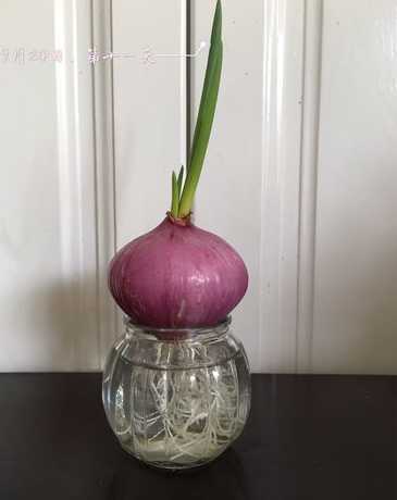洋葱在什么环境下发芽 发芽的洋葱种在地里能长出洋葱吗