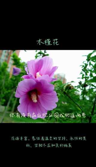 木槿花象征着什么意义 木槿花象征意义