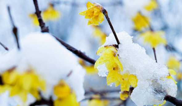 腊梅适合什么温度生长 腊梅开花的最佳温度