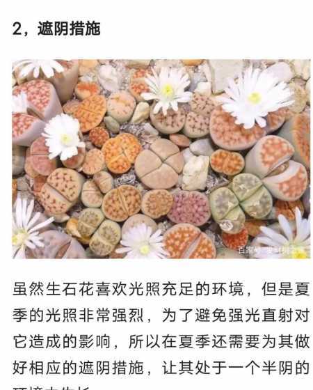 多肉植物生石花怎么养 生石花怎么养