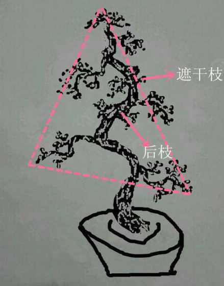 制作盆景的树怎么种植 该怎样种植树桩盆景