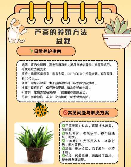 家庭芦荟盆栽怎么养殖 盆栽芦荟的养殖方法