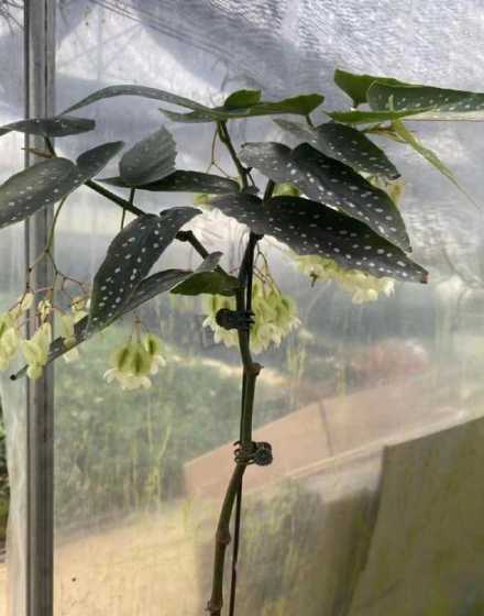 竹节海棠什么时间开花 竹节海棠一年四季都开花吗