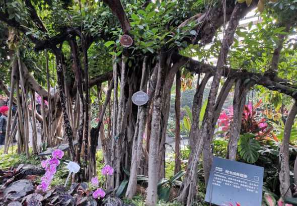 太原的优势植物有什么 太原植物园有哪些吸引你的地方