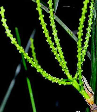 夏威夷竹子花是什么样 夏威夷竹开花有什么寓意啊