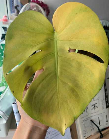 水培叶子发黄怎么补救 水培的花叶片容易发黄怎么办