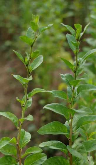 枸杞叶子是什么形状的 野生枸杞是什么样子的