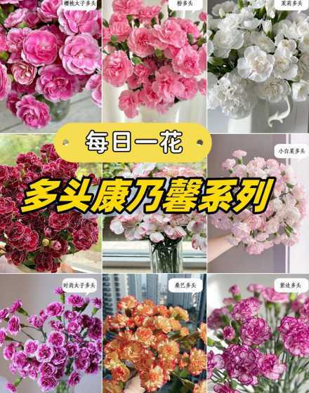 多头康乃馨鲜花怎么养 康乃馨怎么水养