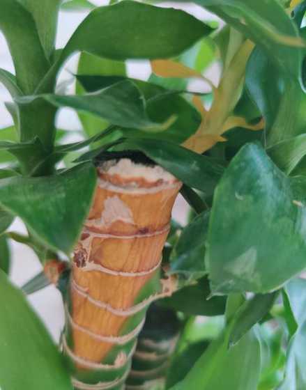 富贵竹的茎为什么蔫了 富贵竹茎皱还能活吗