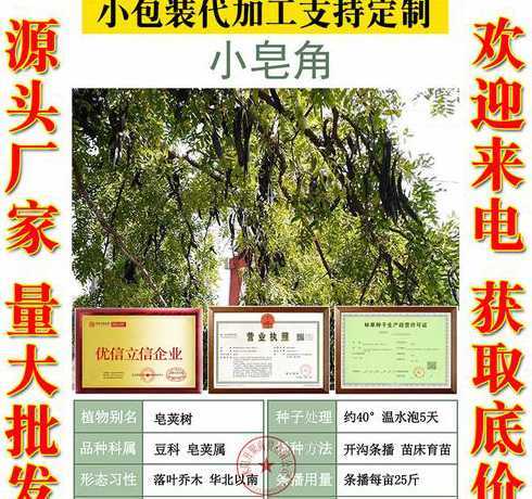 皂角树种子价格是多少 皂角树果实为什么这么贵