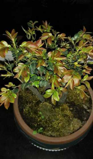 小叶紫檀叶子为什么红 小叶紫檀掉叶子厉害是什么原因