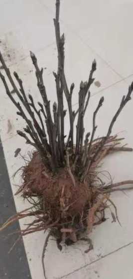 牡丹烂根怎么补救最快 牡丹花烂根怎么办