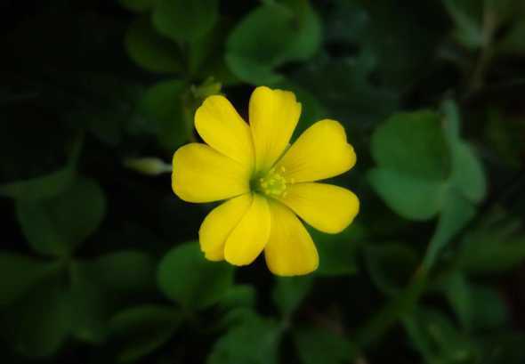 三叶草的花语是什么6 三叶草花语是什么(描述三叶草的寓意及象征)