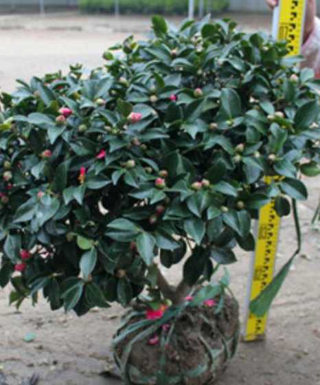 茶梅球现在市场价多少 茶梅球在什么地方