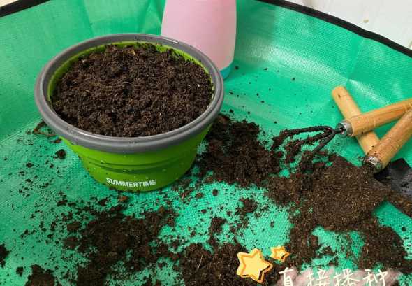 矮波斯菊种子怎么种植 波斯菊种子的种植方法