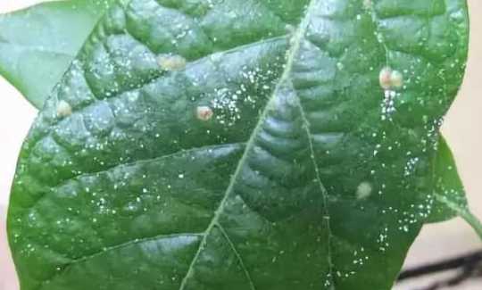 花叶上有粘液是什么花 桂花叶子上出现白色蜜露是什么东西