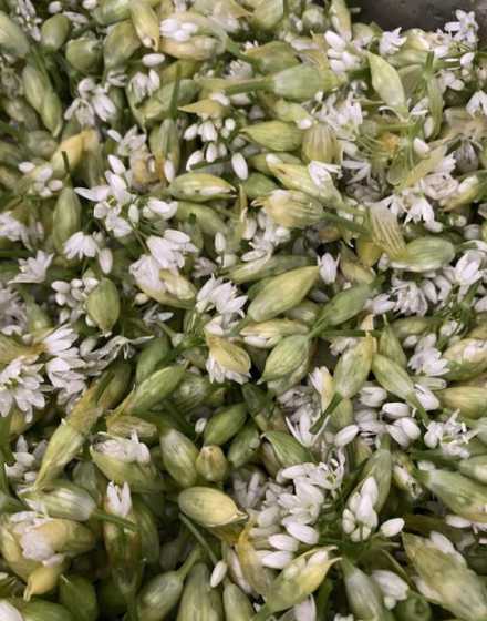 韭菜开完花后怎么处理 韭菜苔的花要去掉吗