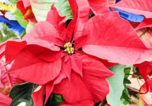 一品红花为什么叶不红 我家的一品红叶子怎么都绿了啊不红了啊