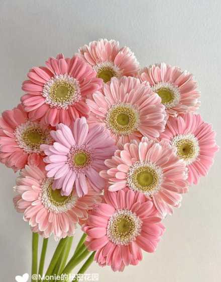 粉色非洲菊搭配什么花 非洲菊可以搭配什么花送人,非洲菊送人有啥寓意