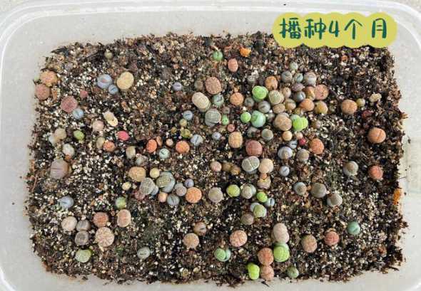 什么季节受生石花种子 什么时候播种生石花最好