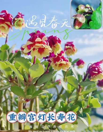 重瓣宫灯什么季节开花 重瓣宫灯长寿花的养殖方法和注意事项