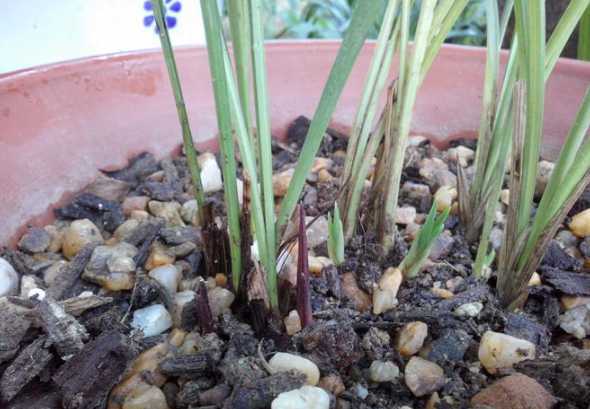 为什么兰花发芽还坏了 为啥我的兰花又再发芽了