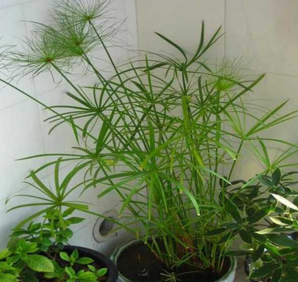 屋里放水竹有什么作用 水竹可以放在室内吗