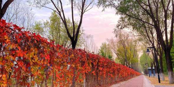 爬山虎为什么叶子不红 为什么秋天的爬山虎是红色的