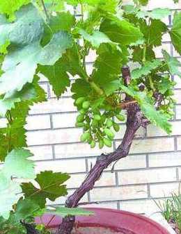 盆裁葡萄冬天怎么过冬 盆栽葡萄如何过冬
