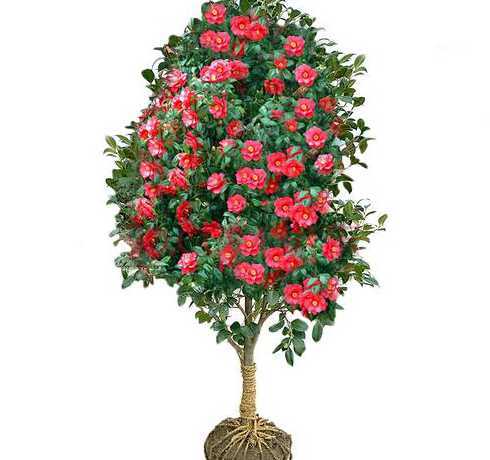 70厘米的茶花多少钱 什么是十八学士茶花