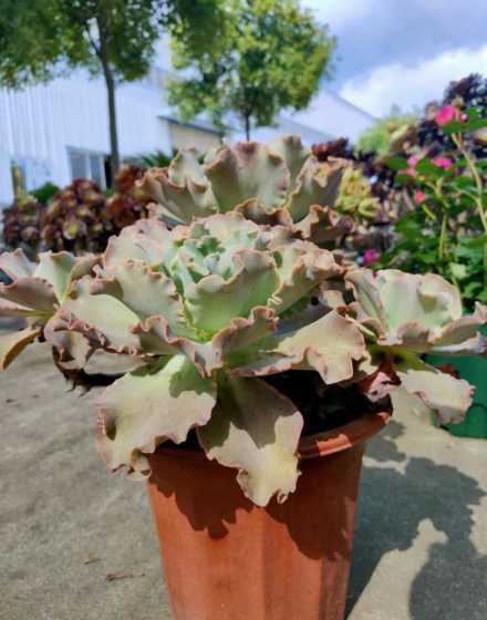 高砂之翁为什么掉叶子 多肉高砂之翁怎么繁殖,4个步骤叶插成活高砂之翁