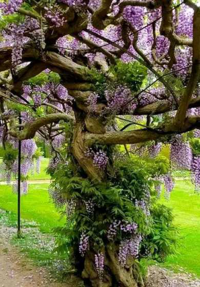 紫藤木价格多少钱一斤 老料紫藤木怎样保养