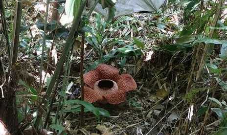 大王花为什么没有叶子 大王花为什么这么臭,必须有图片