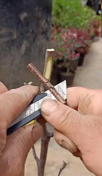 玉兰花用什么砧木嫁接 广玉兰可以嫁接到什么树上,玉兰可以嫁接在什么树上