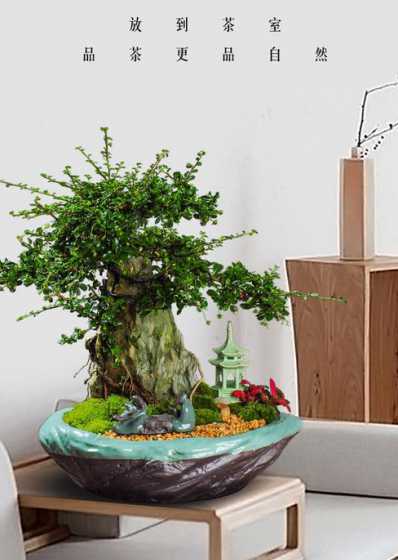 什么盆栽可以浇茶叶水 哪些花不可以用茶叶水