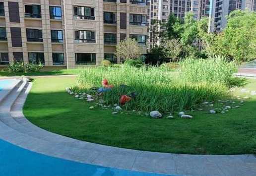 花园土层离水如何处理 银杏苗如何培育