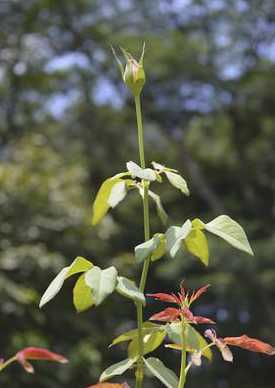 月季枝条的茎是什么色 月季花的茎有什么特点