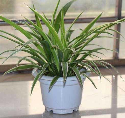 为什么种的绿植不太绿 为什么在卧室种植植物不好,都有哪些危害