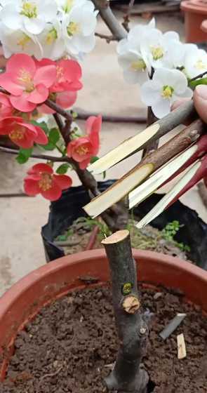 海棠适合什么时候扦插 海棠什么时候扦插,怎样扦插