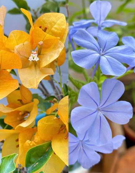 花养得好代表什么意思 家里的花养的很好是什么预兆