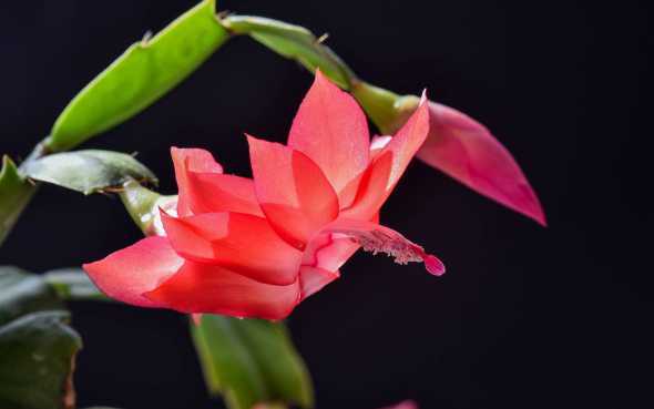 蟹爪兰是什么种类植物 蟹爪兰属于哪类植物