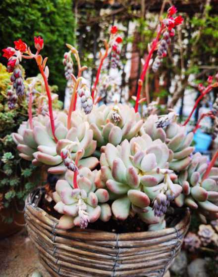 多肉开在什么季节开放 多肉植物什么时候开花,开花期一般在几月份