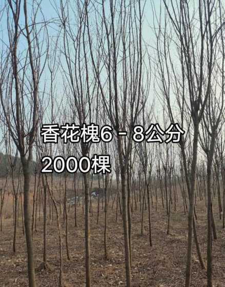 香花槐适合栽什么地方 家门口适合种植什么树