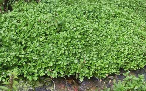 豆瓣是植物的什么部位 这是什么植物啊根上长的像豆瓣一样的东西。