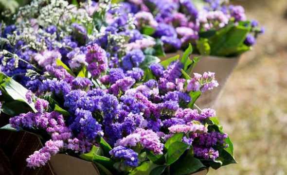 紫色满天星盆栽怎么养 紫色满天星怎么养