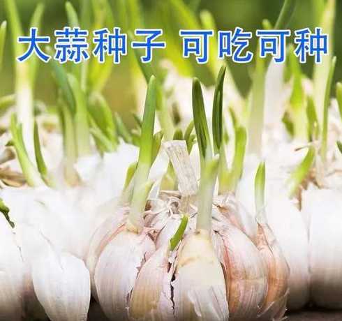 大蒜为什么用蒜瓣栽培 大蒜为什么不能盲目引种有哪些科学依据
