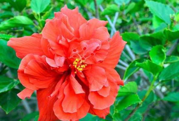 朱槿的生活环境是什么 晏殊是哪个朝代的为什么写浣溪沙